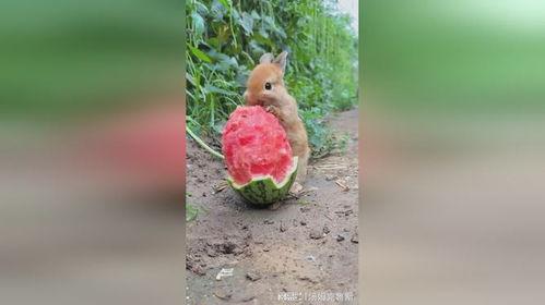 兔子吃瓜叶子吗,它们真的会吃瓜叶子吗？