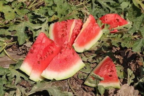 网格瓜怎么熟得快点吃,速享美味新体验