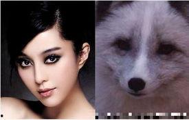 明星看动物的气势,动物世界中的王者风范