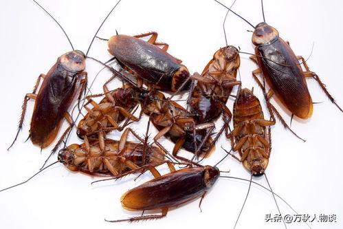 头条香港蟑螂视频,惊悚视频曝光！