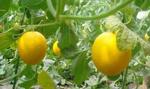 在心理学上对吃瓜的定义,揭秘网络围观现象背后的心理动机