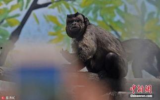 网红黑白猴子叫声,网红动物界的“音乐家”