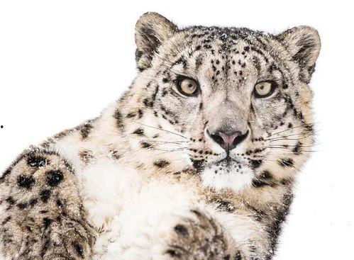 网红猛兽陈,揭秘网络红人的崛起之路