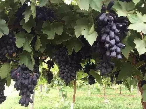 卖葡萄网红,揭秘卖葡萄网红的带货秘诀