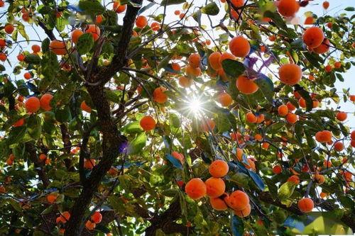今日头条西安柿子红,探寻古城里的秋日色彩与故事