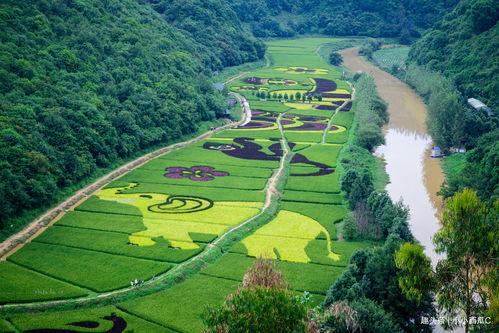 网红稻田是什么颜色,网红稻田的奇幻色彩之旅