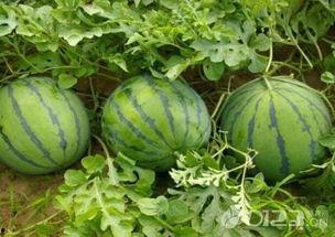 瓜吃瓜的瓜,揭秘“吃瓜群众”的瓜文化现象