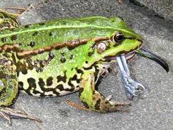 打气吃瓜青蛙,揭秘神奇生物的趣味生活