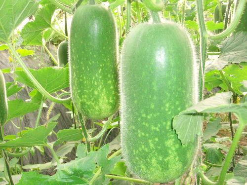 吃瓜大赛万嘉,瓜界盛宴，谁主沉浮？