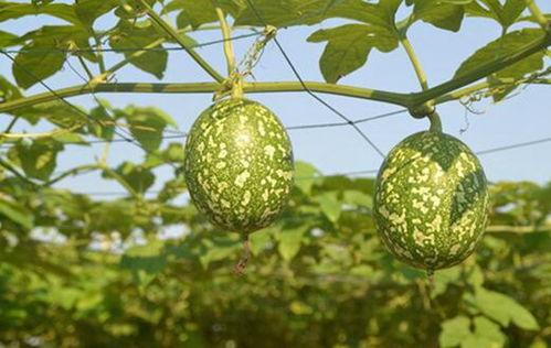 狗可以吃吊瓜吗,吊瓜是否适合宠物食用？